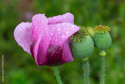 Makro-Aufnahme vom Schlafmohn mit Regentropfen. photo