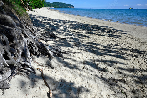 Sopot, Pomerania, Poland, Europe - peaceful natural sandy beach with huge roots of tree growing on cliff, in far background ship in the sea, end of June , Baltic Sea