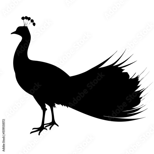 Elegant peacock silhouette displaying its magnificent feathers against a simple background