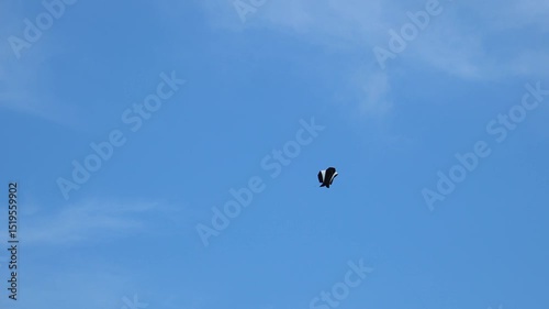 Kites flying in the sky with empty cloud space for advertising space.