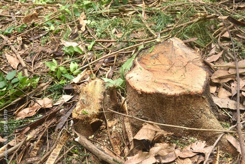 timber and wood cutting on ground deforestation problem of the world 