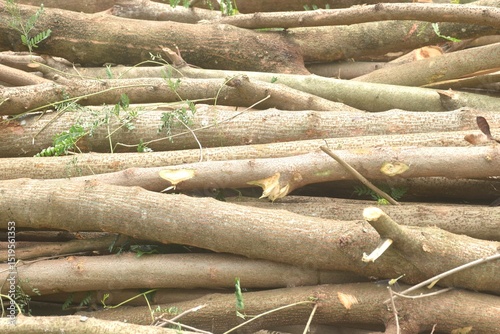 timber and wood cutting arranging on ground in wooden industry