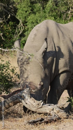 Vertical video, a big white rhino bull lifting a log