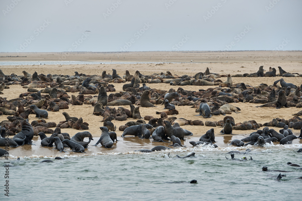 Fototapeta premium SEAL COLONY IN NAMIBIA