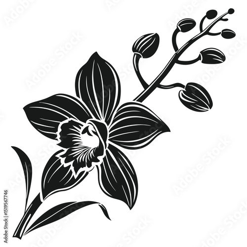 Elegant Monochrome Orchid Blossom with Budding Stem in Striking Detail Design