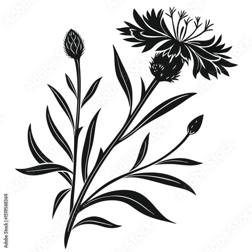 Monochrome botanical illustration of cornflowers with buds and leaves on white backdrop
