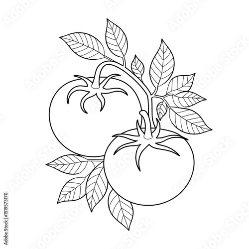 A black and white tomato illustration line art of a coloring page 