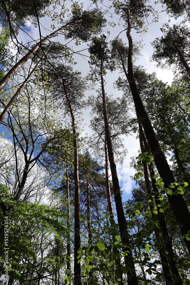 Fototapeta premium Tall trees reaching for a cloudy blue sky in a green forest