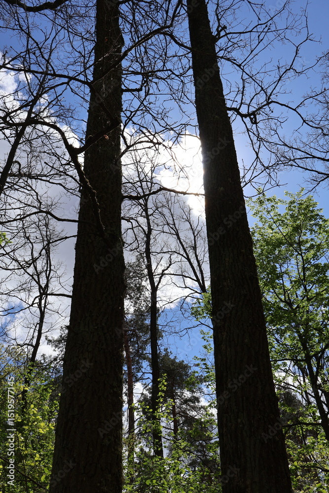 Fototapeta premium Sun shining through trees in forest canopy creating backlight effect