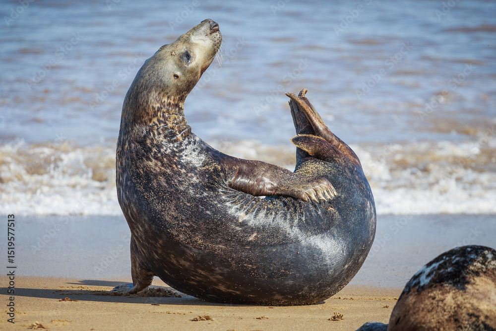 Fototapeta premium grey seal on the beach with its tail and head up