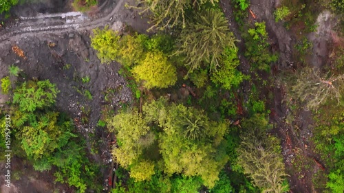 Top-Down Wilderness – Tree Canopy Meets Rugged Earth