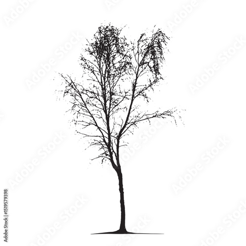 Against a bright canvas, a solitary tree reveals its stark silhouette