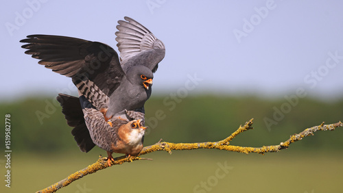 Couple of Red-footed falcons (Falco vespertinus) mating