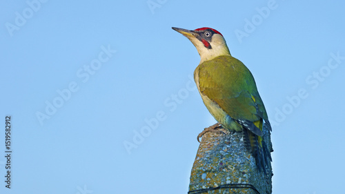 European green woodpecker (Picus viridis) perched on a pole, Hungary