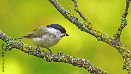 Marsh tit (Poecile palustris) perched on a twig