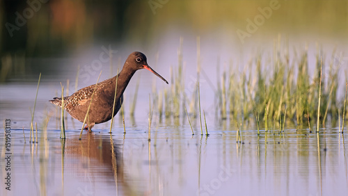 Spotted redshank (Tringa erythropus) in breeding plumage, Hungary