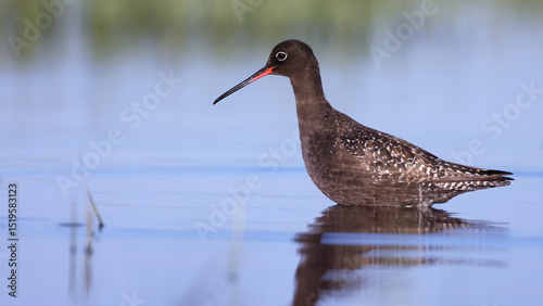 Spotted redshank (Tringa erythropus) in full breeding plumage, Hungary