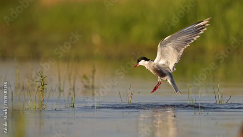 Whiskered tern (Chlidonias hybrida) take off, Hungary photo