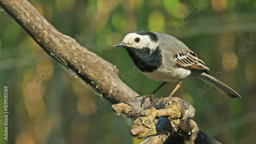 White wagtail (Motacilla alba), Hungary
