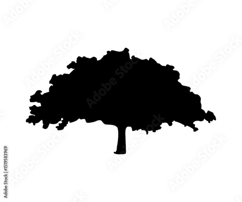 Silhouette tree realistic illustration on transparent background. 