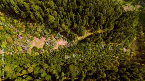 The Blooming Forest – Aerial Glimpse of Rhododendrons in the Wild