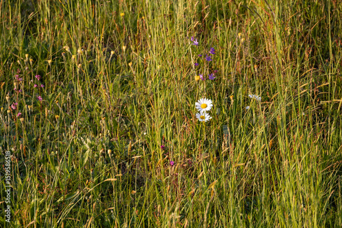 Fototapeta Naklejka Na Ścianę i Meble -  Blooming ox-eye daisy in a wild summer meadow full of tall grasses and natural flowers