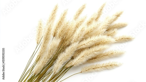 A cluster of light beige dried grasses against a white background