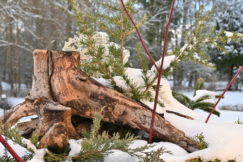 Baumstamm  Winter