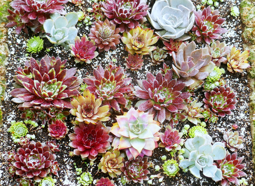 Miniature succulent cactus small there are many varieties plants at the garden,top view