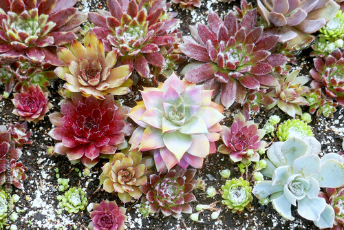 Miniature succulent cactus small there are many varieties plants at the garden,top view