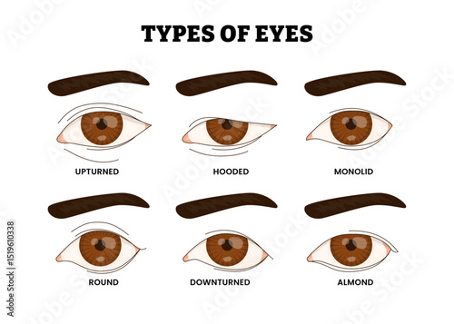 Different Types of Eye Shapes, Educational Medical Poster Design Healthcare Scheme, Labeled lmond, Downturned, Hooded, Monolid, Round, Upturned. Anatomy, Ophthalmology, and Optometry Care.