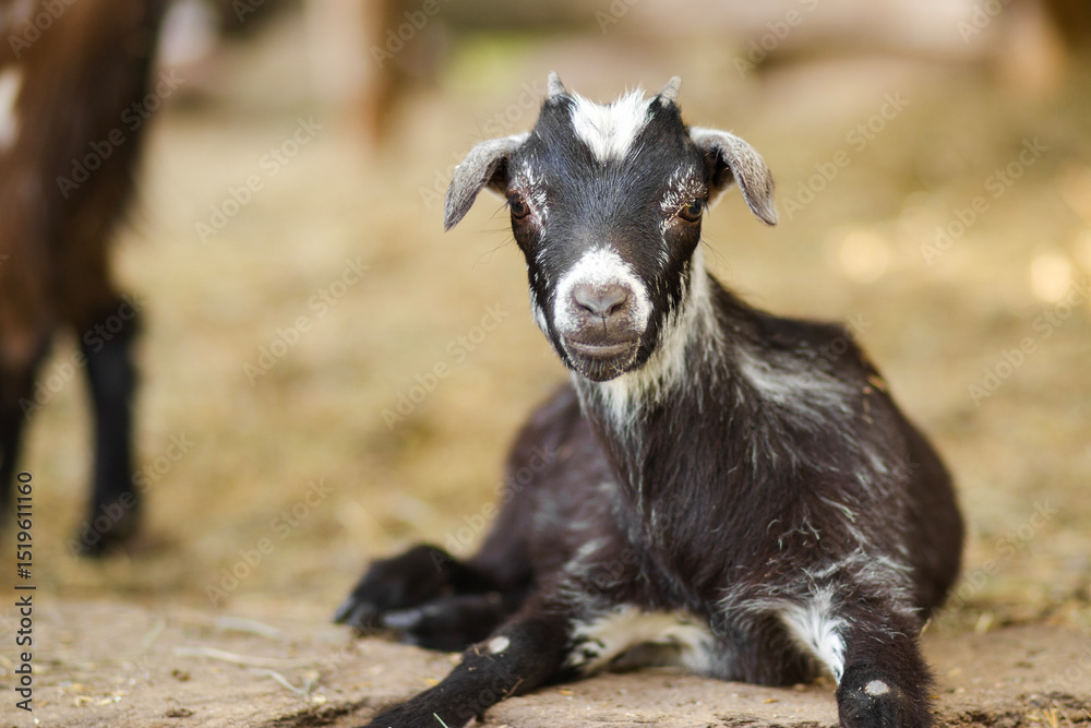 Small black baby goat with white spots lies on the ground, resting peacefully. The kid looks directly at the camera. Soft natural light, rural farm background. Small black baby goat with white spots lies on the ground, resting peacefully. The kid looks directly at the camera. Soft natural light, rural farm background.