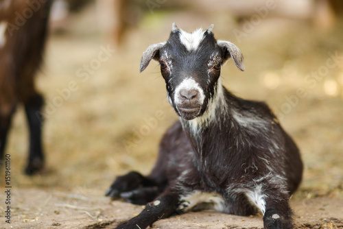 Small black baby goat with white spots lies on the ground, resting peacefully. The kid looks directly at the camera. Soft natural light, rural farm background.