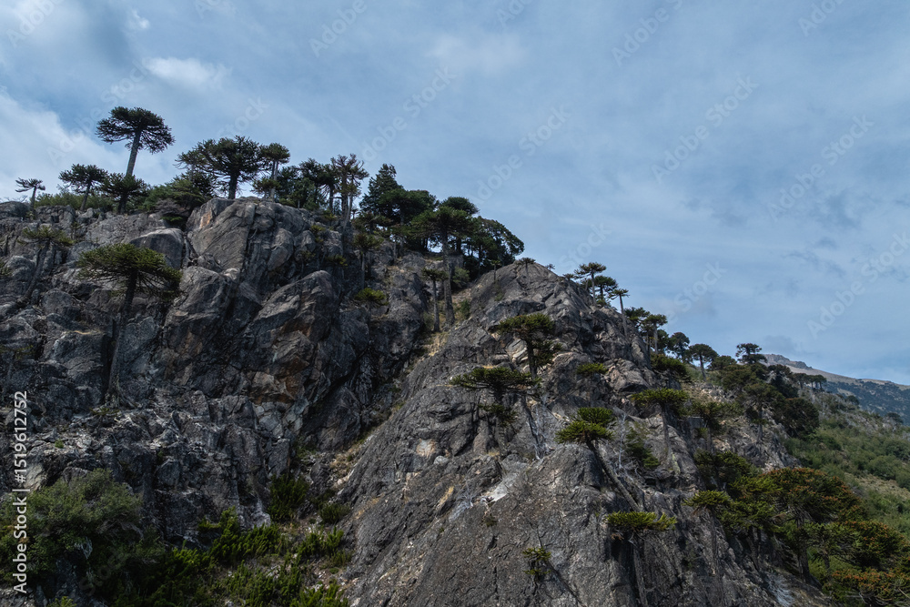 Fototapeta premium Araucaria araucana trees growing on rocky mountainside under cloudy sky in Patagonia. Neuquen, Argentina