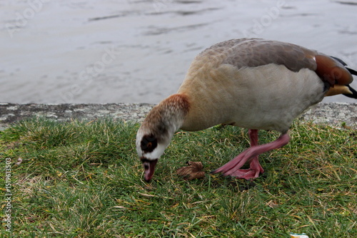 Nilgans ,Alopochen aegyptiaca