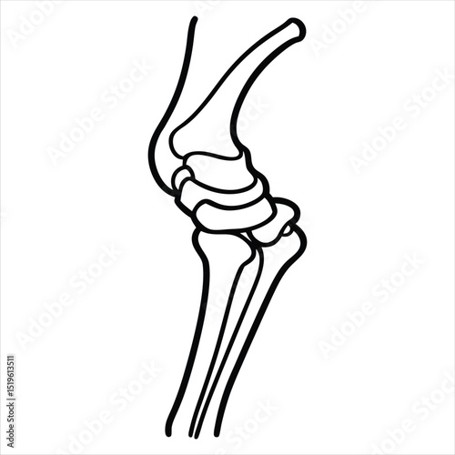 Line art illustration of a knee joint isolated on white background