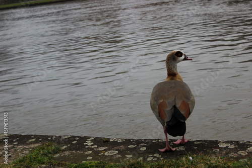 Nilgans ,Alopochen aegyptiaca