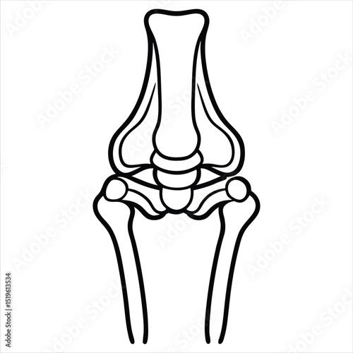 Human knee joint anatomy diagram isolated on white background