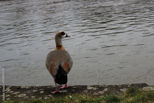 Nilgans ,Alopochen aegyptiaca