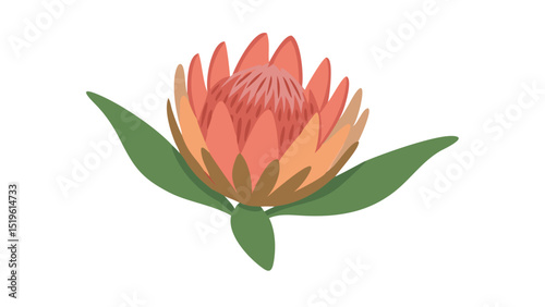 Colorful protea flower displayed on a plain white background showcasing intricate petal details and green leaves