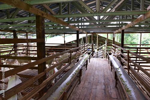 Modern Goat Pen Interior with White Goats on Wooden Slatted Flooring.