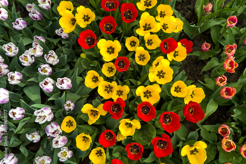 colorful top view of yellow, red, and white purple tulips blooming together. vibrant natural floral mosaic. botanical background with assorted