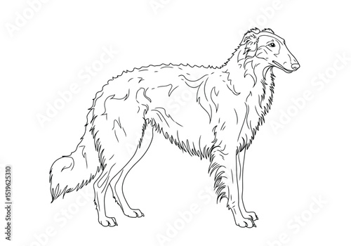 Borzoi drawing. It is a black and white outline image of a borzoi dog, an elegant and graceful Russian wolfhound. Vector sketch line art draw.