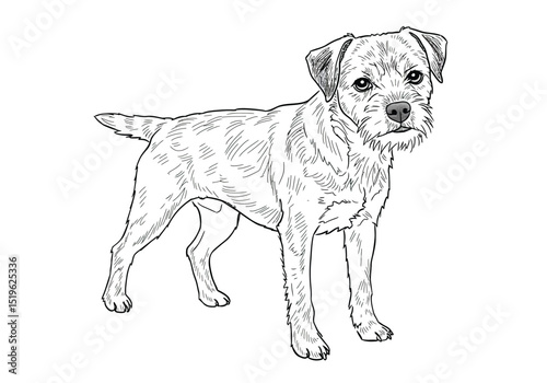 Border terrier drawing. It is a black and white outline image of a Border Terrier dog, a loyal and scruffy canine breed. Vector sketch line art draw.
