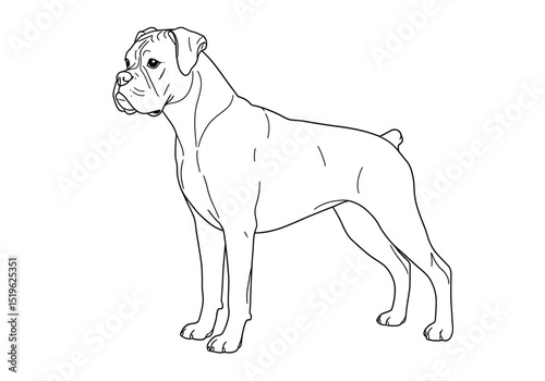 Boxer dog drawing. It is a black and white outline image of a Boxer dog, a strong and loyal canine breed. Vector sketch line art draw.