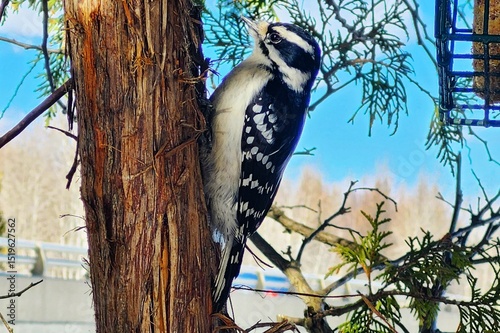 woodpecker on tree