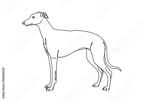 Greyhound dog drawing. It is a black and white outline image of a greyhound dog, a sleek and fast sighthound breed. Vector sketch line art draw.