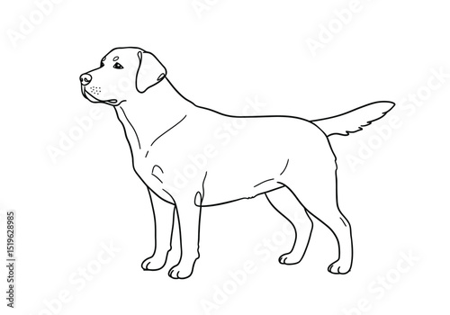 Labrador dog drawing. It is a black and white outline image of a Labrador Retriever, a friendly and loyal canine breed. Vector sketch line art draw.