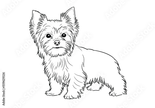 Yorkie dog drawing. It is a black and white outline image of a Yorkshire Terrier, a small and fluffy canine breed. Vector sketch line art draw.