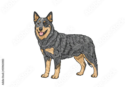 Blue heeler drawing. It is a black and white outline image of a blue heeler, an intelligent and loyal Australian cattle dog. Vector sketch line art draw.